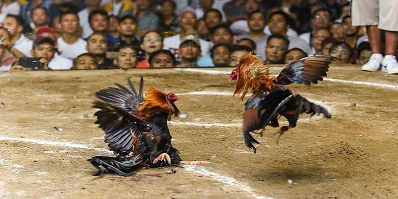 Mẹo chơi đá gà F8BET hiệu quả