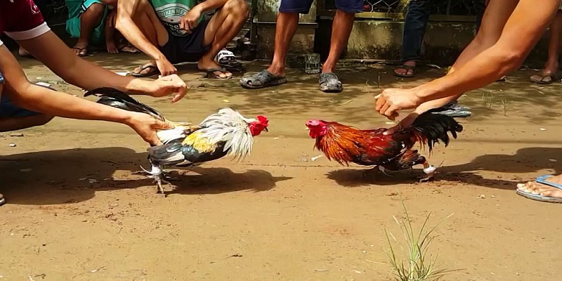 Các bước tham gia đá gà F8BET